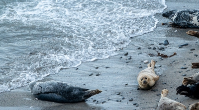 Juvenile Female Grey Seal